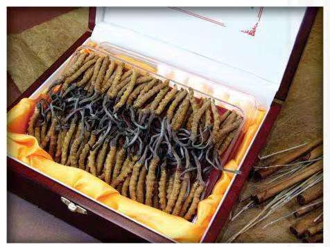 白鹭湖管理区冬虫夏草回收